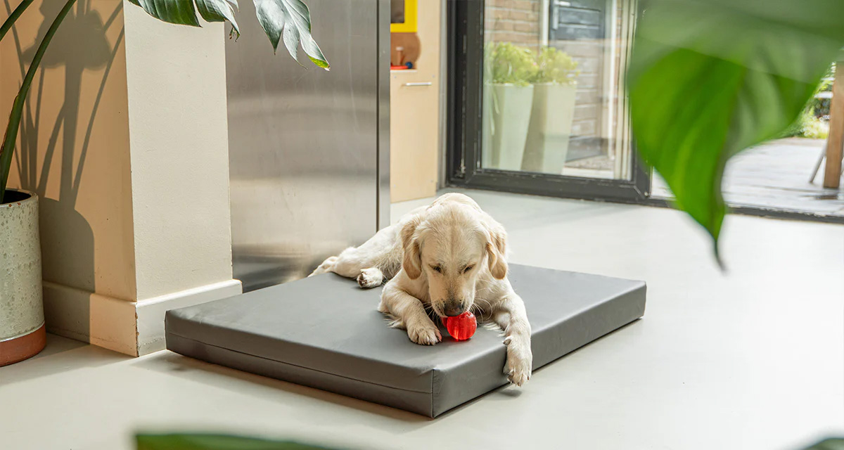 Hondenbenodigdheden Winkel -Hondenbenodigdheden Winkel 1